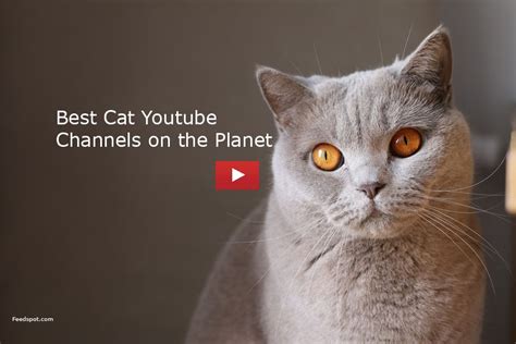 youtuber cat|best cat youtube channels.